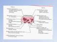 The hypothalamus as a major integrating center PowerPoint PPT Presentation