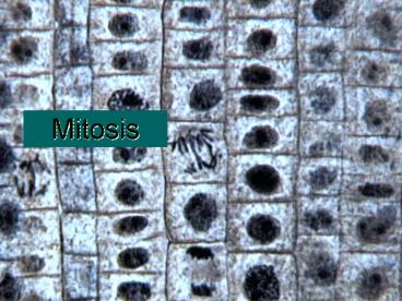 Mitosis
