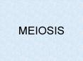 MEIOSIS PowerPoint PPT Presentation
