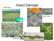 Insect Damage
