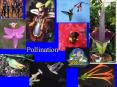 Pollination PowerPoint PPT Presentation
