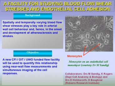 A FACILITY FOR STUDYING BLOOD FLOW SHEAR STRESSES AND ENDOTHELIAL CELL ADHESION