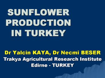 SUNFLOWER PRODUCTION IN TURKEY