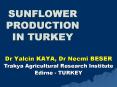 SUNFLOWER PRODUCTION IN TURKEY PowerPoint PPT Presentation