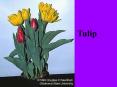 Tulip PowerPoint PPT Presentation