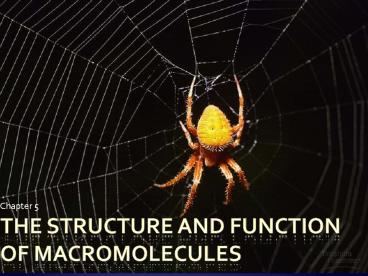 THE STRUCTURE AND FUNCTION OF MACROMOLECULES
