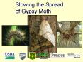 Slowing the Spread of Gypsy Moth PowerPoint PPT Presentation