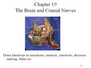 Chapter 19 The Brain and Cranial Nerves