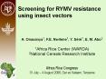 Screening for RYMV resistance using insect vectors PowerPoint PPT Presentation