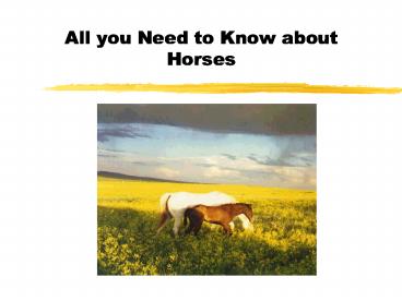 All you Need to Know about Horses