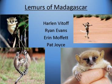 Lemurs of Madagascar