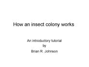 How an insect colony works