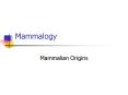 Mammalogy PowerPoint PPT Presentation