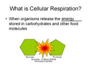 What is Cellular Respiration?