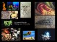 L2 Animal Diversity PowerPoint PPT Presentation