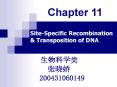 SiteSpecific Recombination PowerPoint PPT Presentation