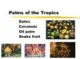 Palms of the Tropics PowerPoint PPT Presentation