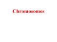 Chromosomes PowerPoint PPT Presentation