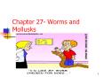Chapter 27- Worms and Mollusks PowerPoint PPT Presentation