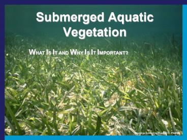 Submerged Aquatic Vegetation