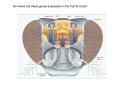 So where are these genes expressed in the fruit fly brain? PowerPoint PPT Presentation