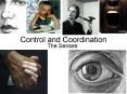 Control and Coordination PowerPoint PPT Presentation