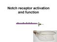 Notch receptor activation and function PowerPoint PPT Presentation