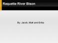 Raquette River Bison PowerPoint PPT Presentation