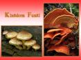 Kingdom Fungi PowerPoint PPT Presentation