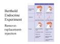 Berthold Endocrine Experiment PowerPoint PPT Presentation