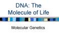 DNA: The Molecule of Life PowerPoint PPT Presentation