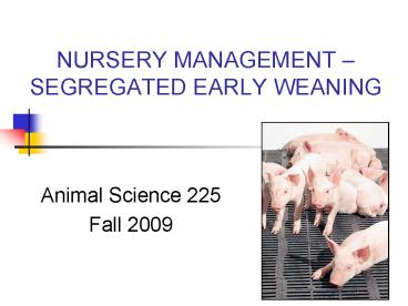 NURSERY MANAGEMENT SEGREGATED EARLY WEANING