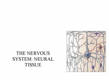 THE NERVOUS SYSTEM: NEURAL TISSUE