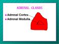 ADRENAL GLANDS PowerPoint PPT Presentation