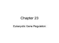 Eukaryotic Gene Regulation PowerPoint PPT Presentation