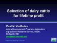 Selection of dairy cattle for lifetime profit PowerPoint PPT Presentation