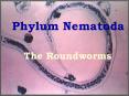 Phylum Nematoda PowerPoint PPT Presentation