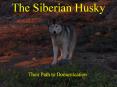 The Siberian Husky PowerPoint PPT Presentation