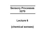 Sensory Processes