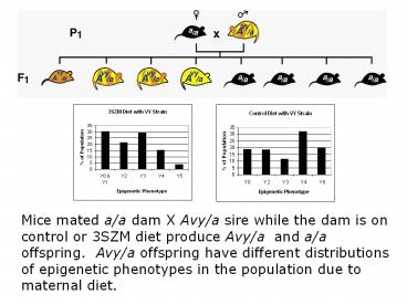 DNA Methylation