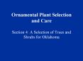 Ornamental Plant Selection and Care Section 4: A Selection of Trees and Shrubs for Oklahoma PowerPoint PPT Presentation