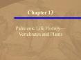 Paleozoic Life History PowerPoint PPT Presentation