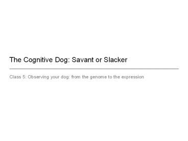 The Cognitive Dog: Savant or Slacker