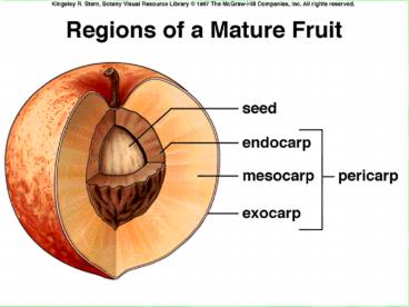 Fruits: a characteristic of the Anthophyta