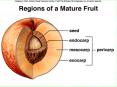 Fruits: a characteristic of the Anthophyta PowerPoint PPT Presentation