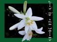 Lily of the Valley PowerPoint PPT Presentation