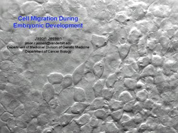 Cell Migration During Embryonic Development
