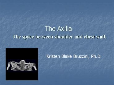 The Axilla The space between shoulder and chest wall'