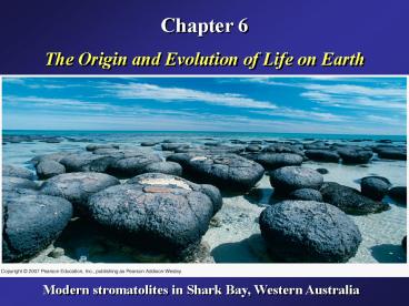 Modern stromatolites in Shark Bay, Western Australia