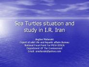 Sea Turtles situation and study in I.R. Iran